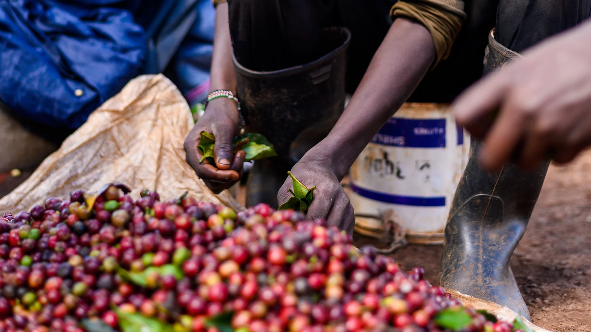 KENYA-KAMUNDU-CHERRY