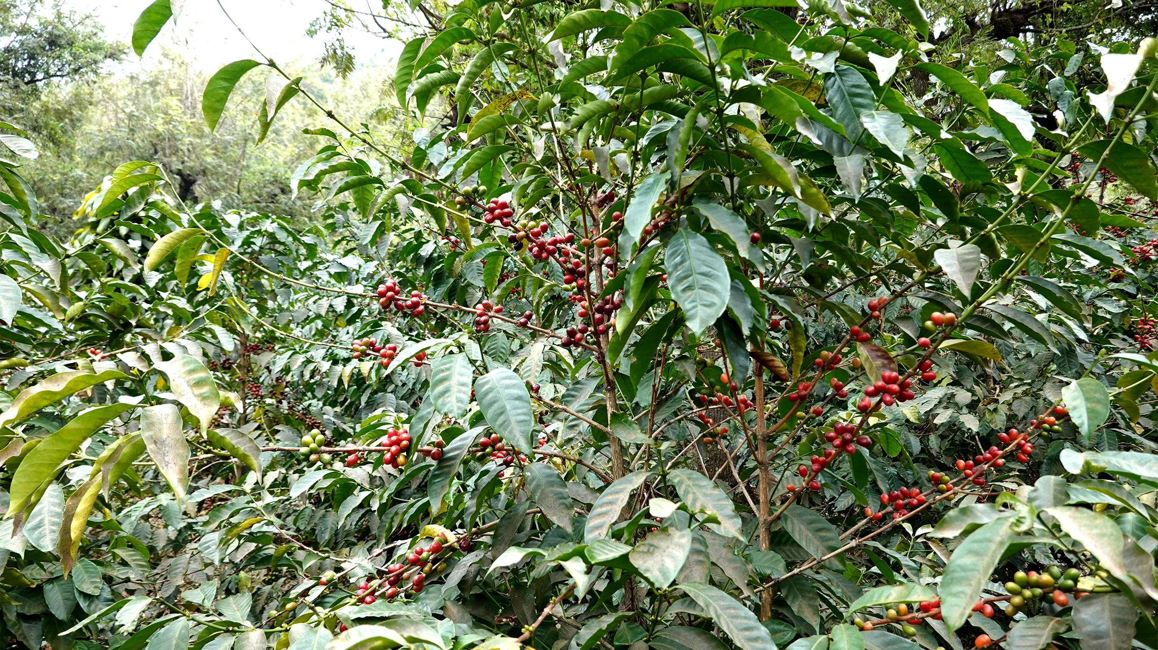 gallery-01-miscela-ethiopia-omkafe