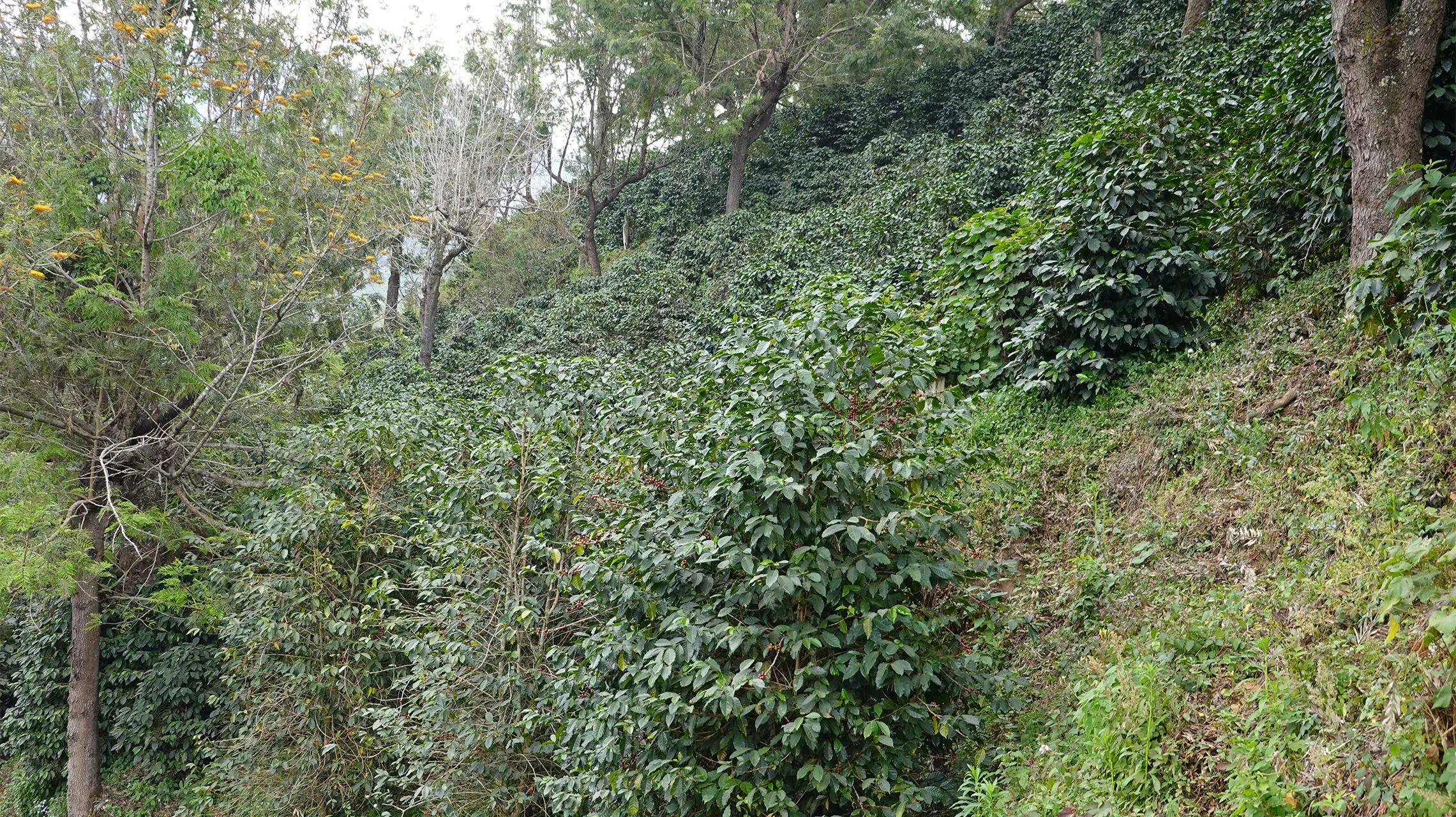gallery-02-miscela-ethiopia-omkafe