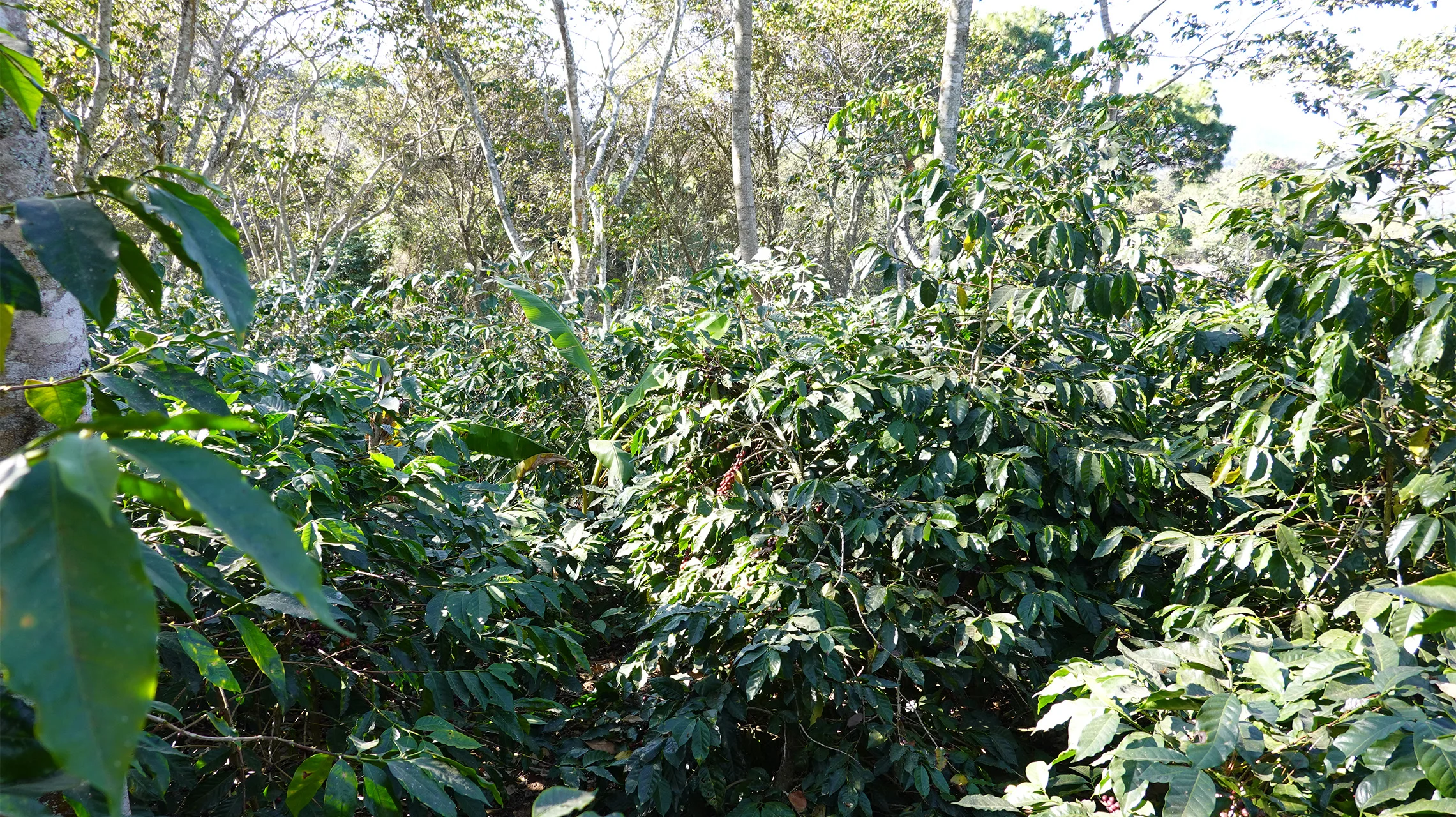gallery-02-uganda-omkafe