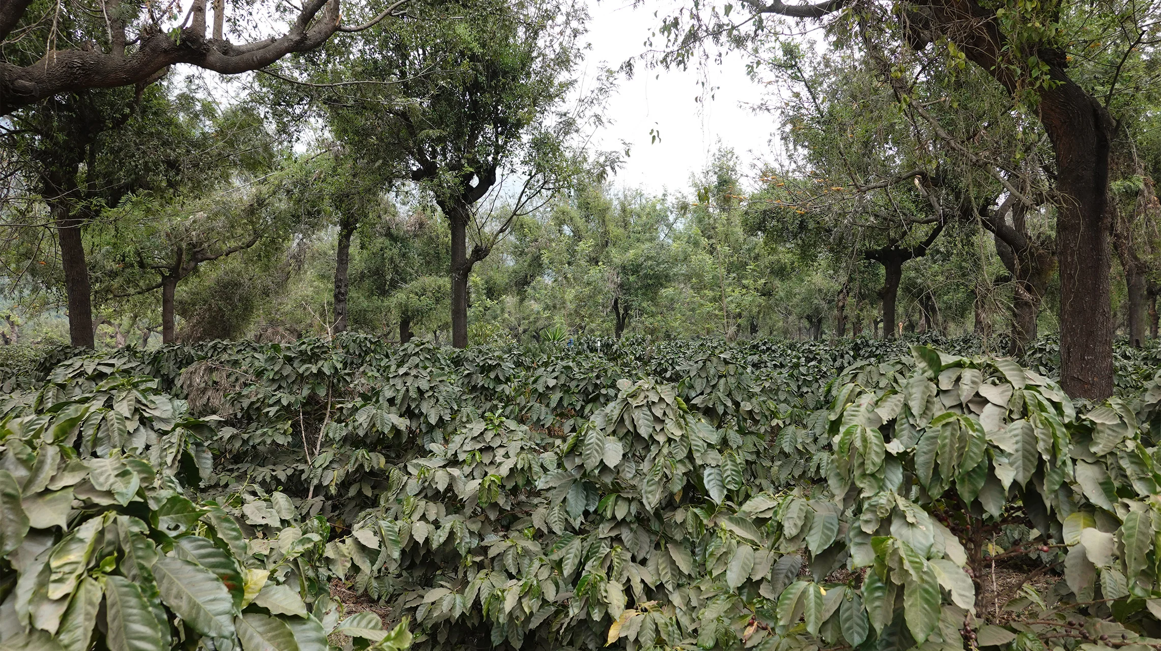 gallery-03-miscela-ethiopia-omkafe