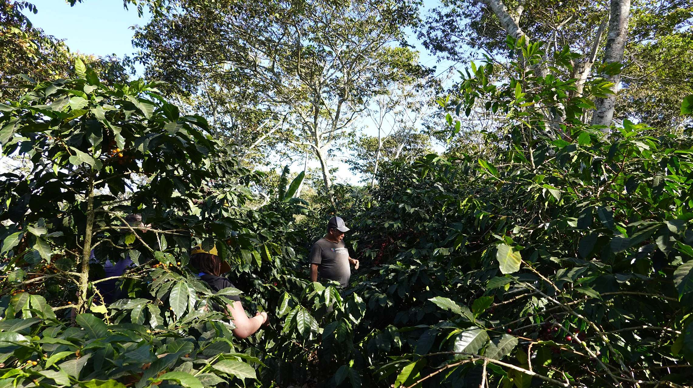 gallery-03-miscela-guatemala-omkafe