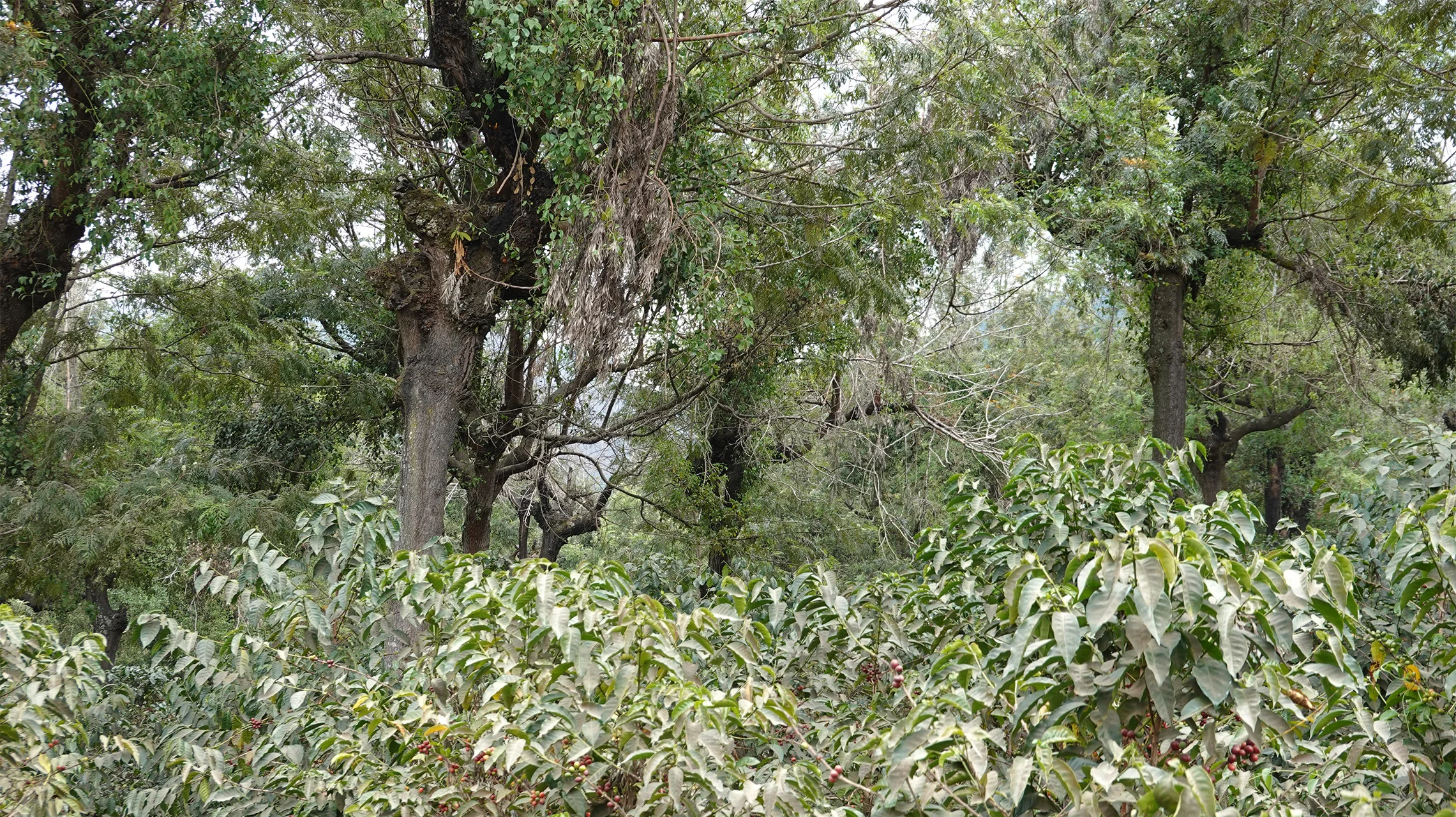 gallery-03-uganda-omkafe